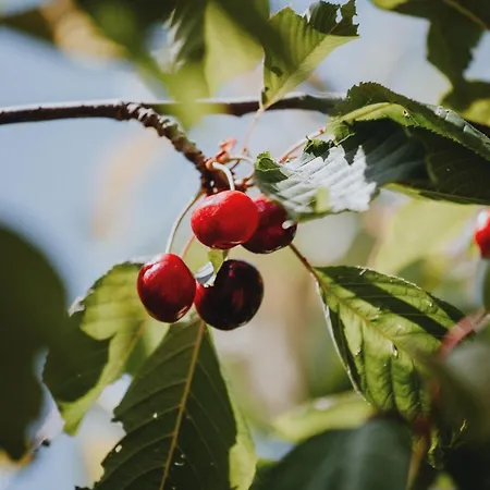 Alle Pendici Del Conero Отель Сироло